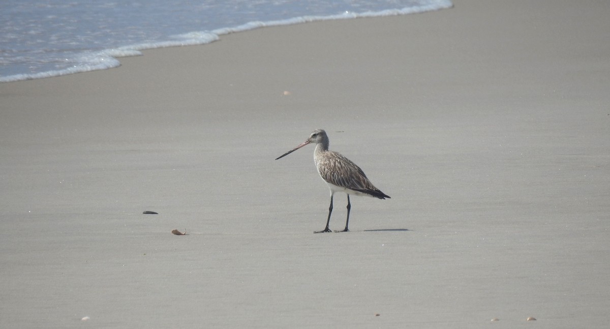 Bar-tailed Godwit - ML353487311