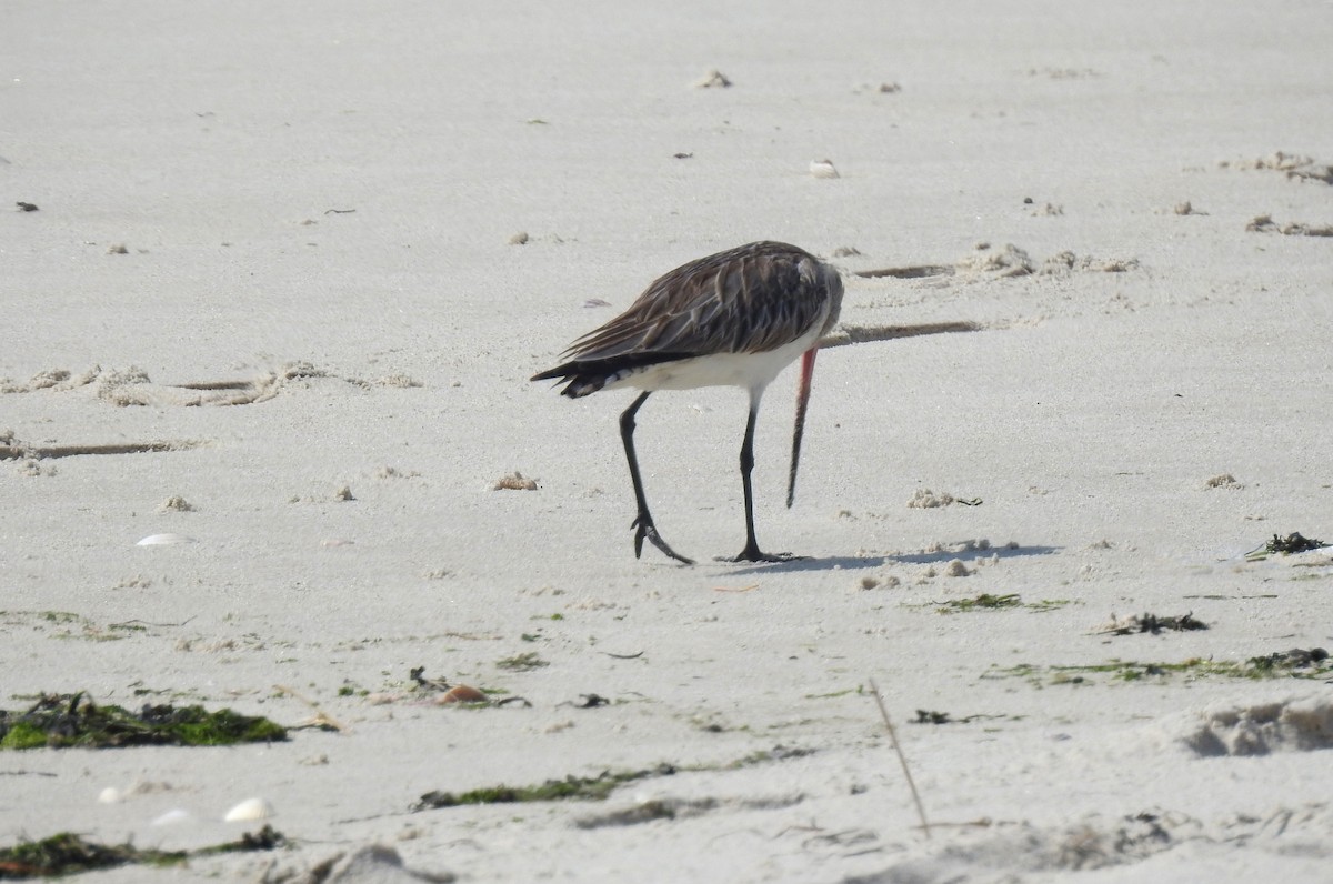 Bar-tailed Godwit - ML353487321