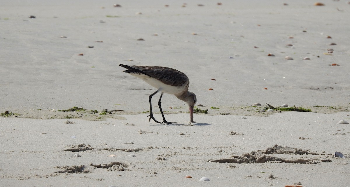 Bar-tailed Godwit - ML353487351