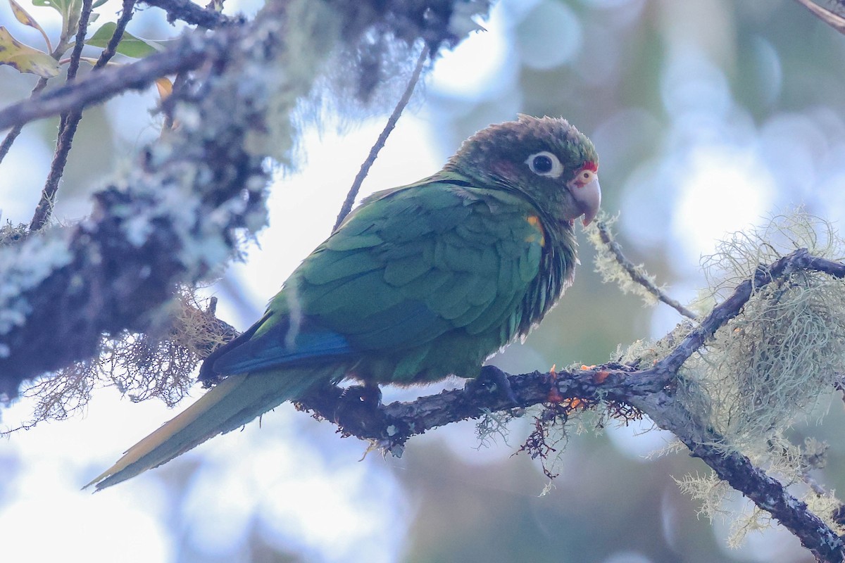 ミドリアカオウロコインコ - ML353488401