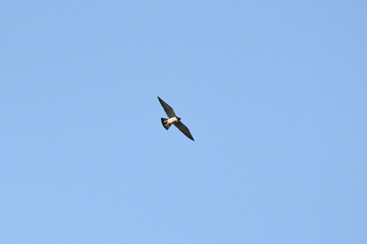 Peregrine Falcon - ML353488711