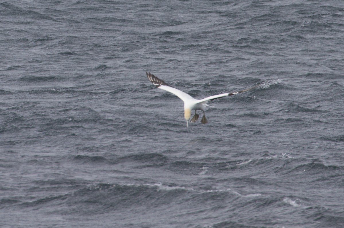 Australasian Gannet - ML35348921