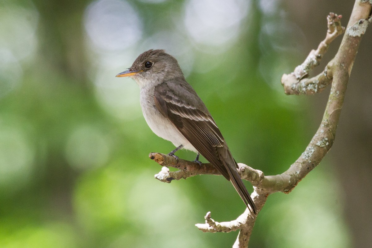 Eastern Wood-Pewee - ML353489501