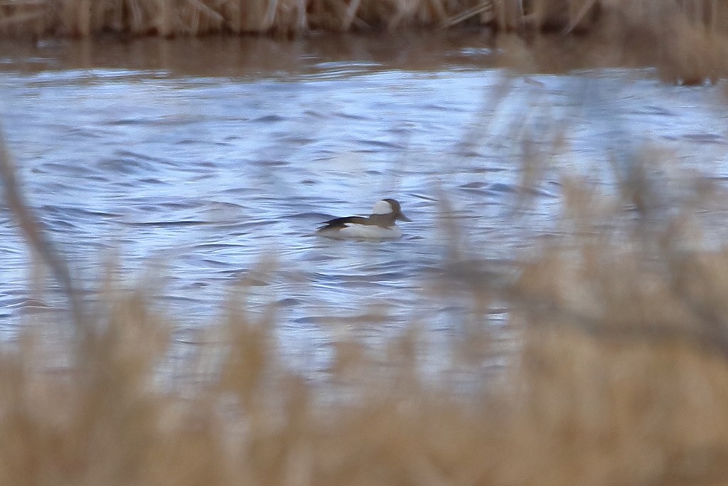 Bufflehead - ML353490591