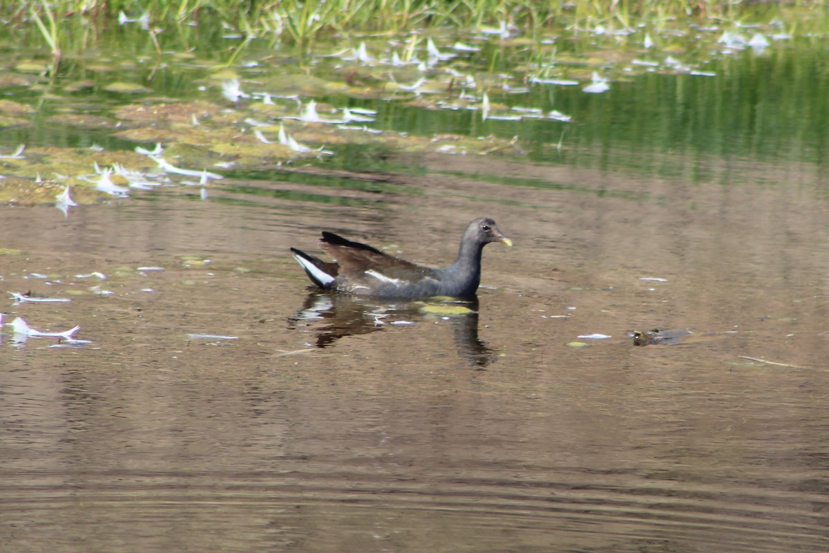 Common Gallinule - ML353491081