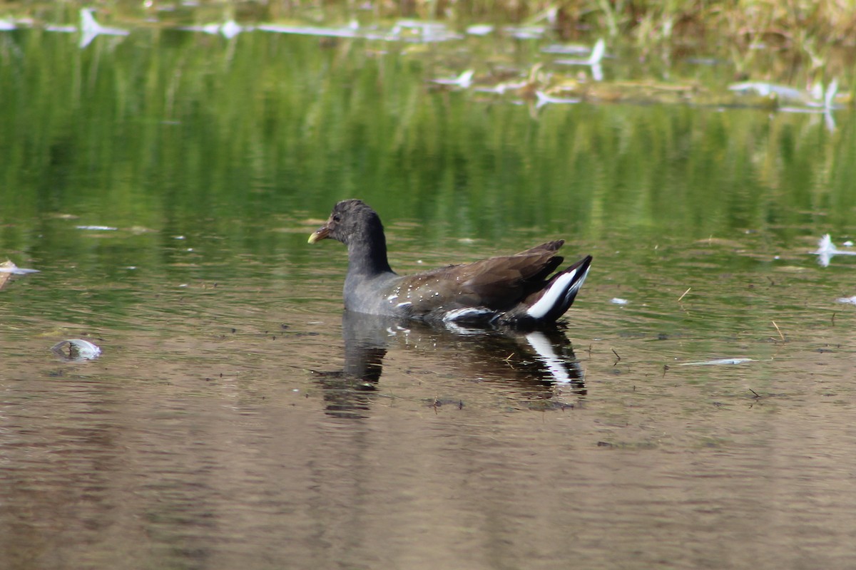 Common Gallinule - ML353491101