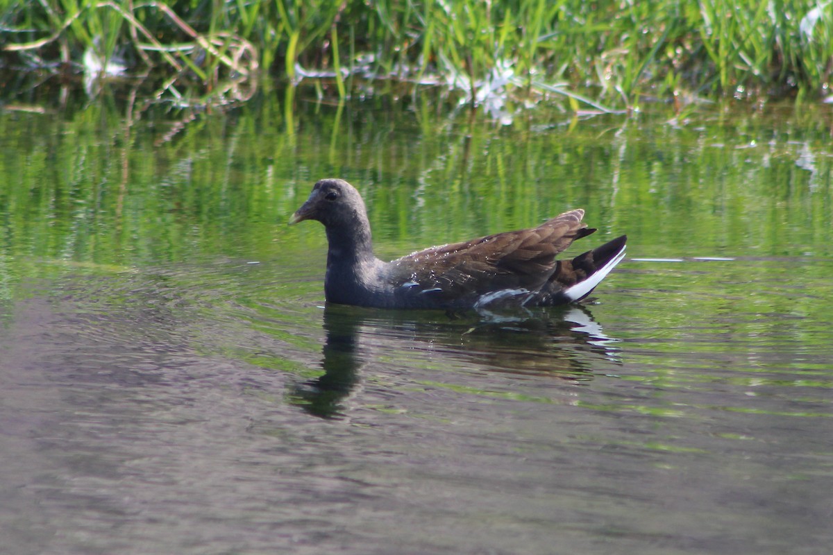 Common Gallinule - ML353491111