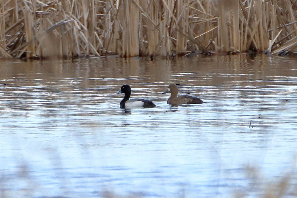 Lesser Scaup - Daniel  Bellich