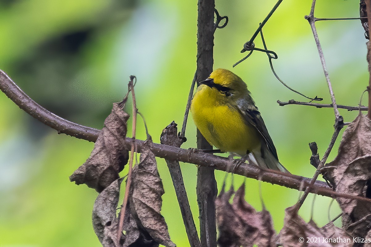 Blue-winged Warbler - Jonathan Klizas