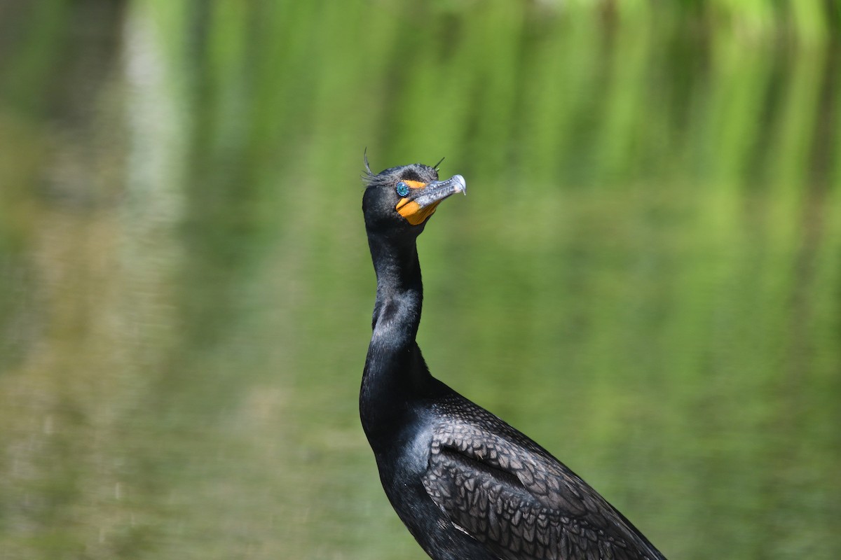 Double-crested Cormorant - ML353497381