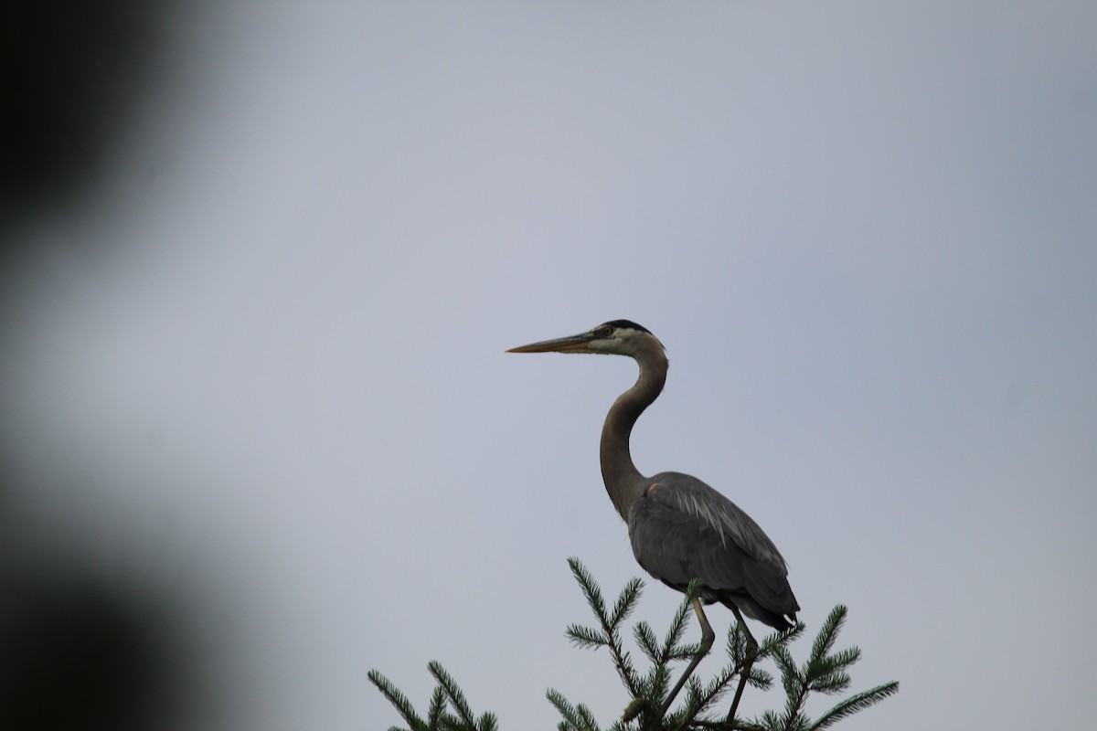 Great Blue Heron - ML353497601