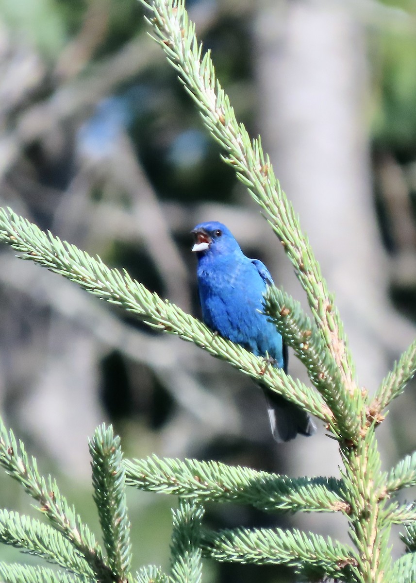 Indigo Bunting - ML353500911