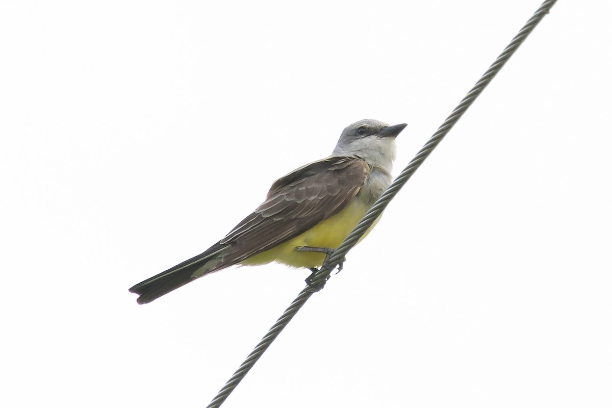 Western Kingbird - Jerry Vanbebber