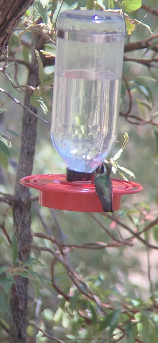 kolibřík bělouchý - ML353505441