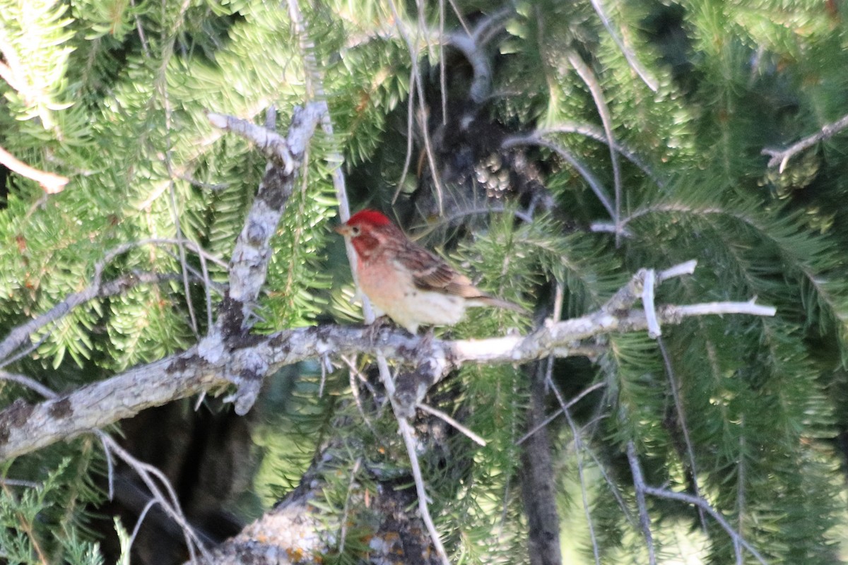 Cassin's Finch - ML353507611