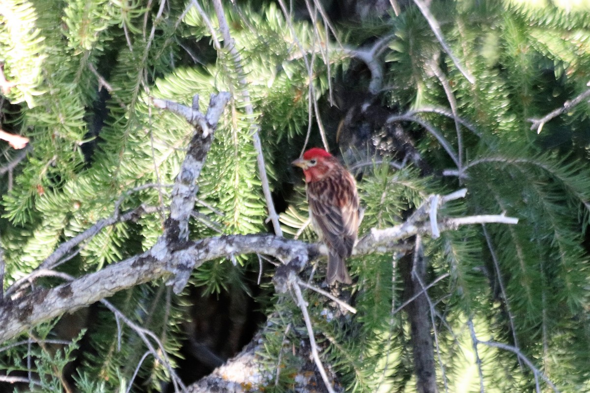 Cassin's Finch - ML353507621