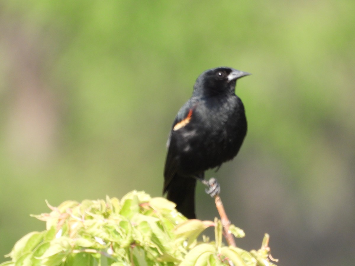 Red-winged Blackbird - ML353508911