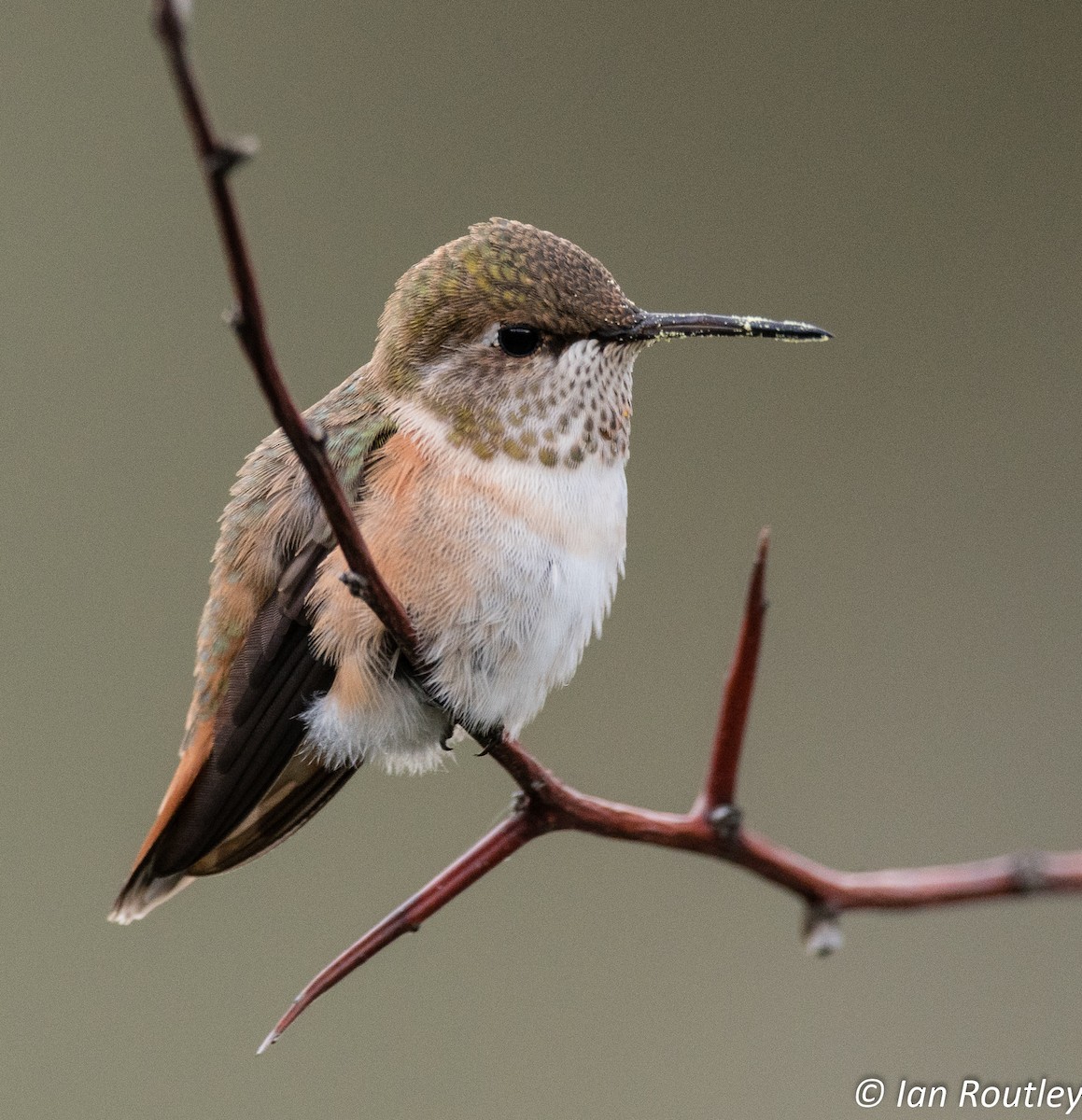 Rufous Hummingbird - ML35351061