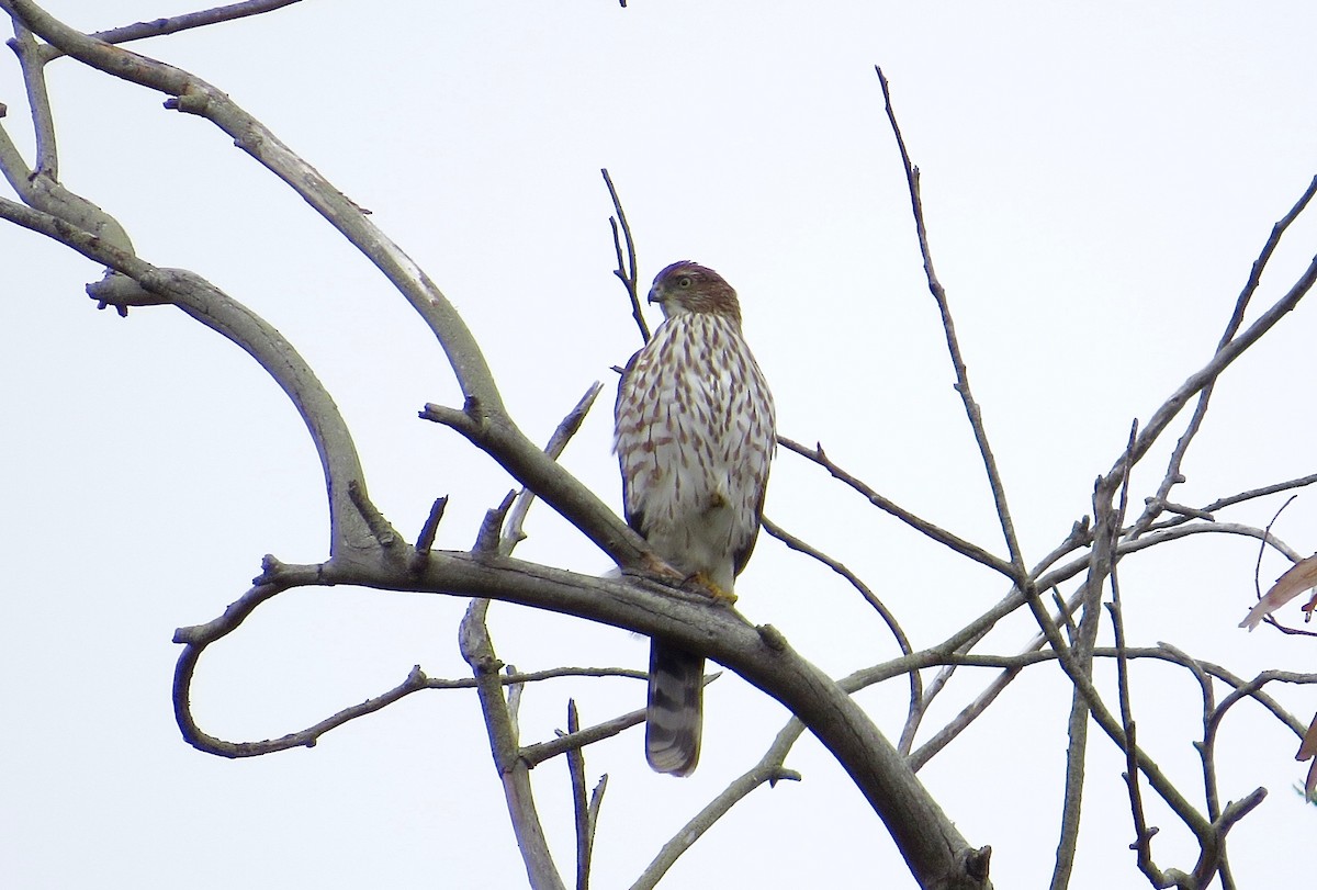 Cooper's Hawk - ML35351101