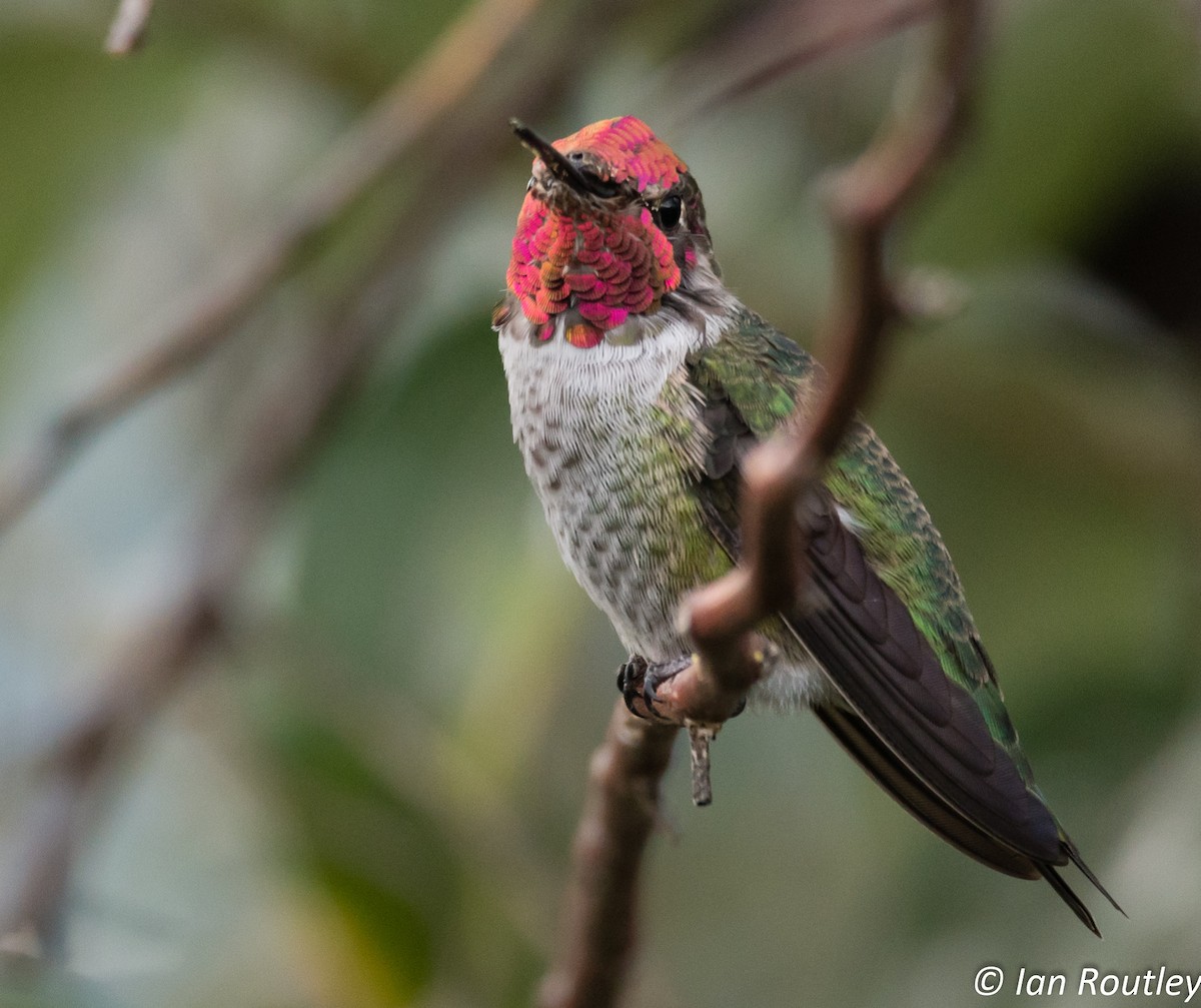 Anna's Hummingbird - ML35351211