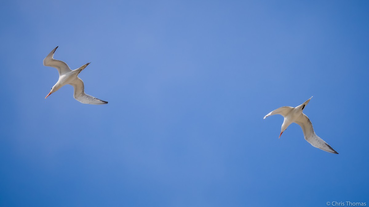 Royal Tern - Chris Thomas