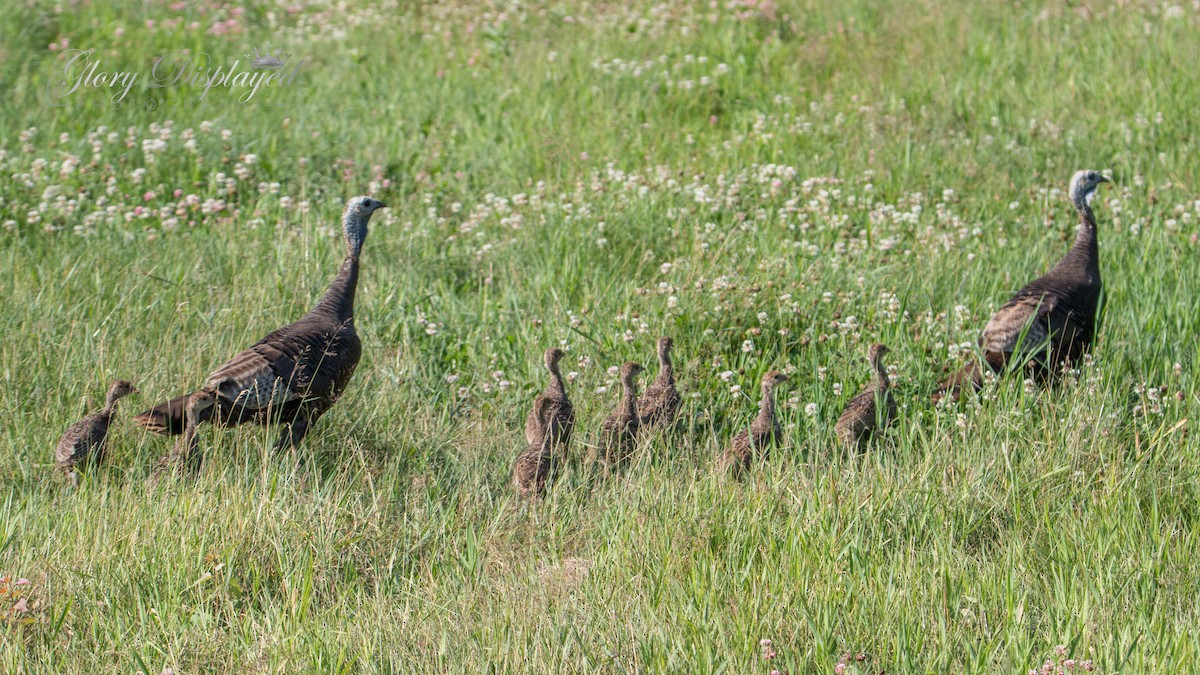 Wild Turkey - ML353514521