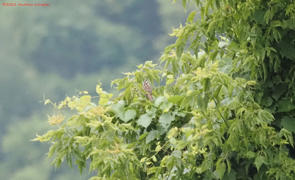 Rose-breasted Grosbeak - ML353515041