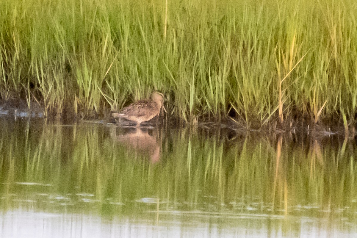 Short-billed Dowitcher - ML353517191