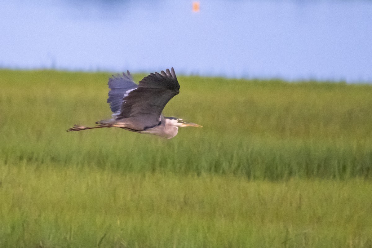 Great Blue Heron - ML353517771