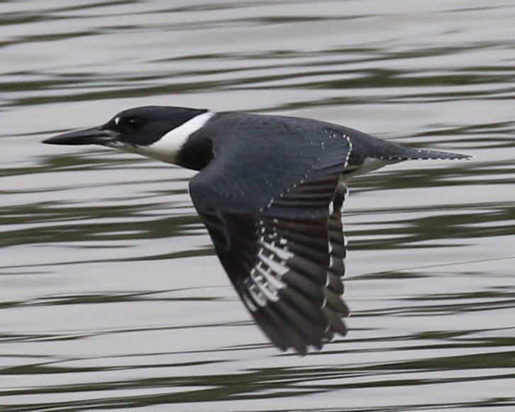 Belted Kingfisher - ML35351781