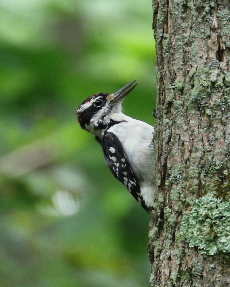 hårspett - ML35351791