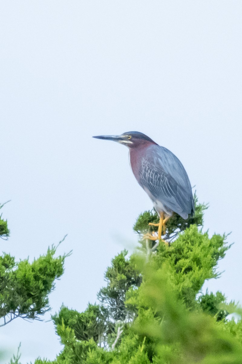 Green Heron - ML353518011