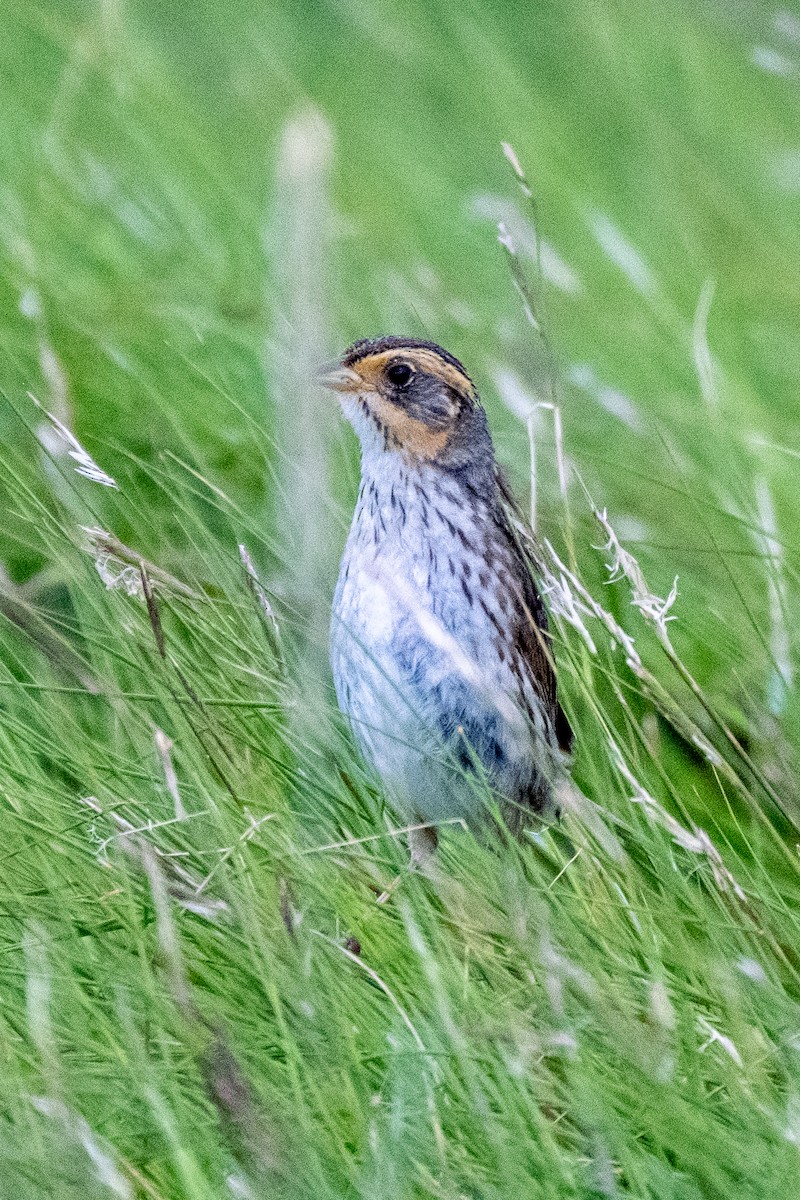 Saltmarsh Sparrow - Scott Dresser