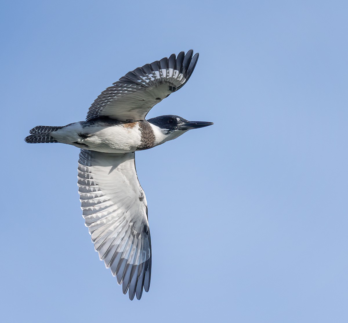 Belted Kingfisher - ML353519741