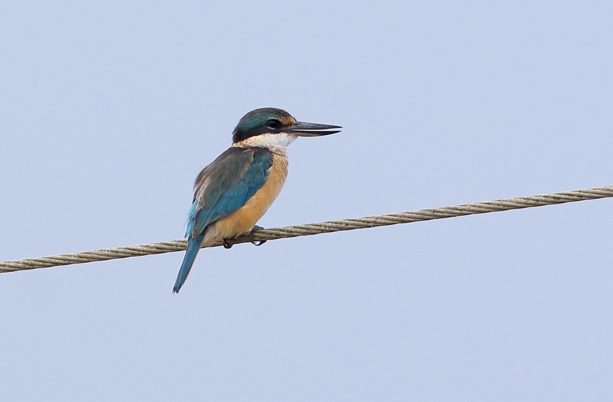 Sacred Kingfisher - Robert Hutchinson