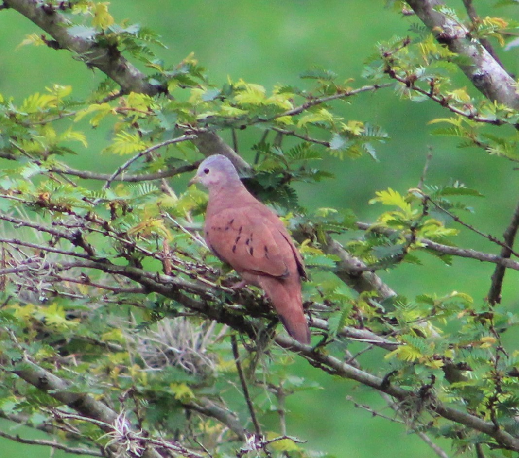 Ruddy Ground Dove - T L P L