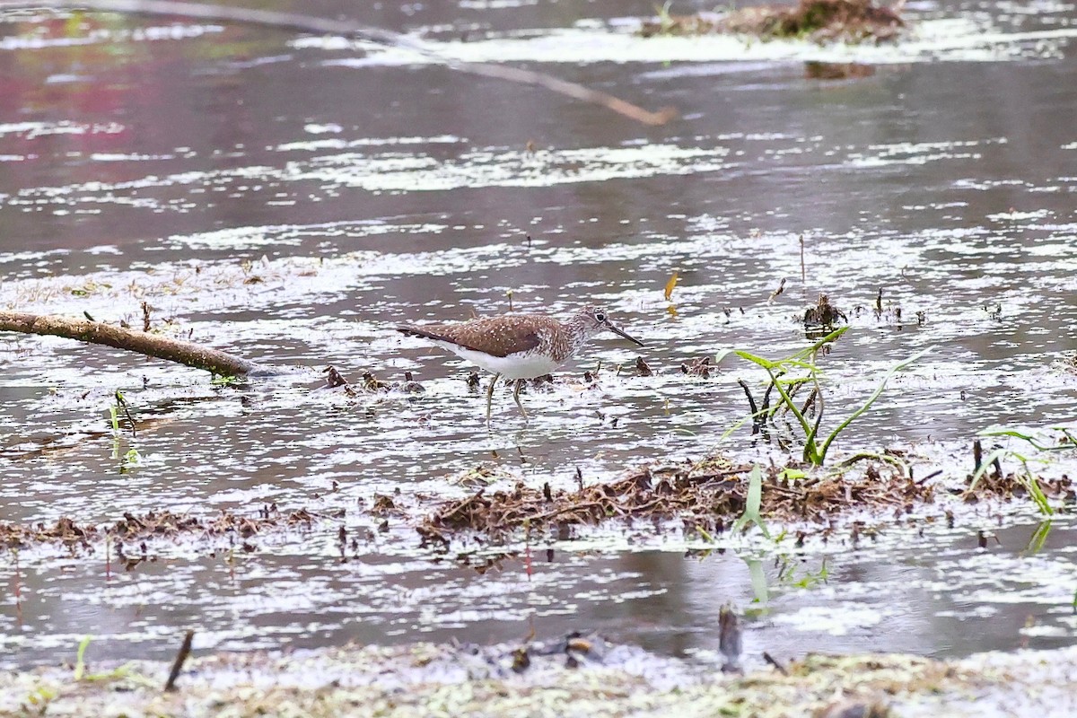 Solitary Sandpiper - ML353522281