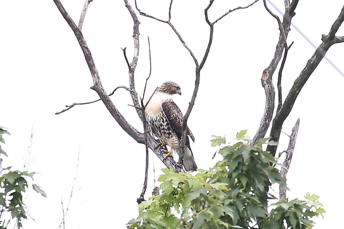 Red-tailed Hawk - ML353522301