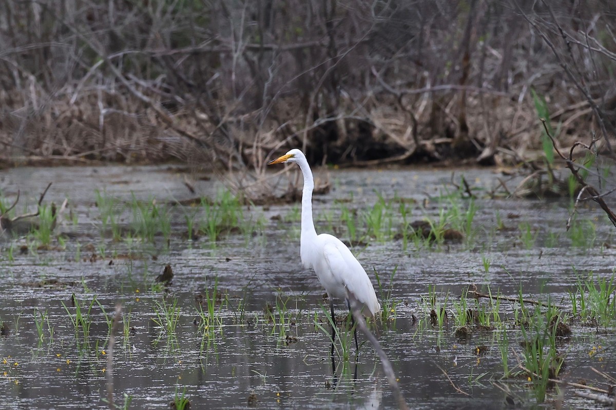 Great Egret - ML353522601