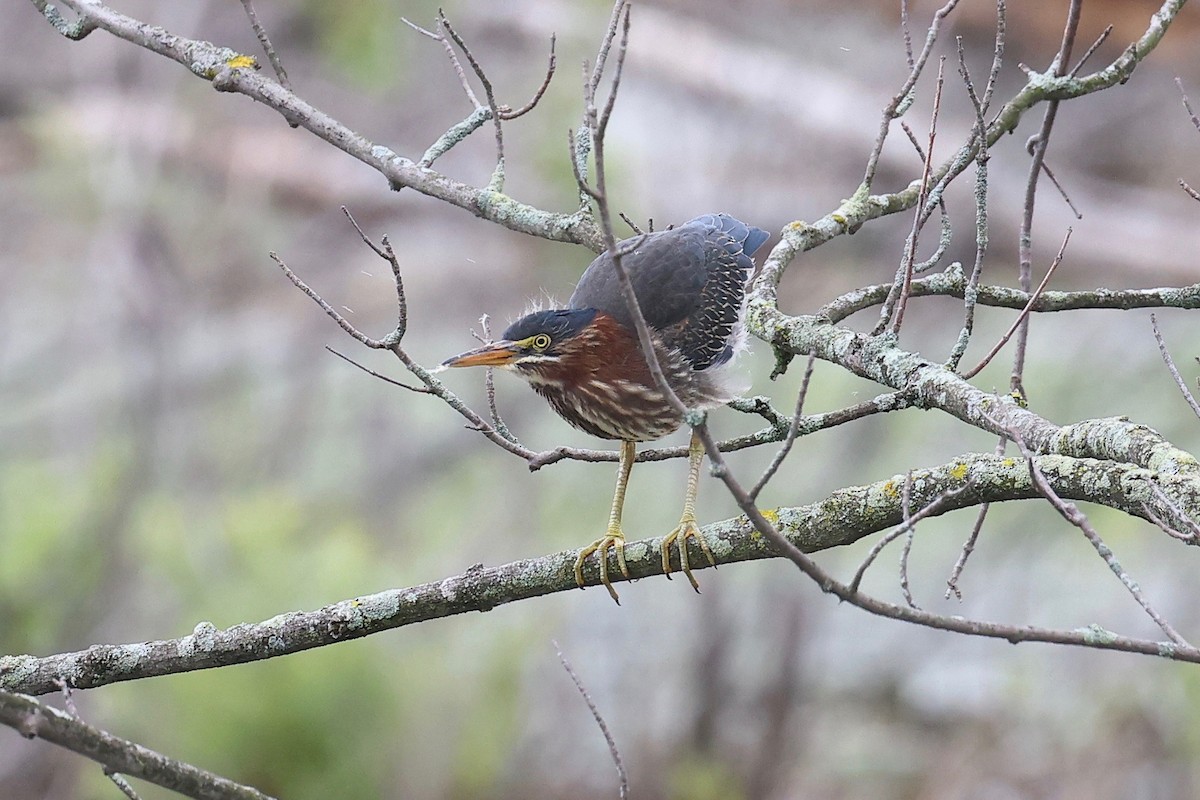 Green Heron - ML353522721
