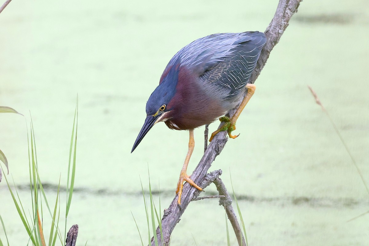 Green Heron - ML353522781