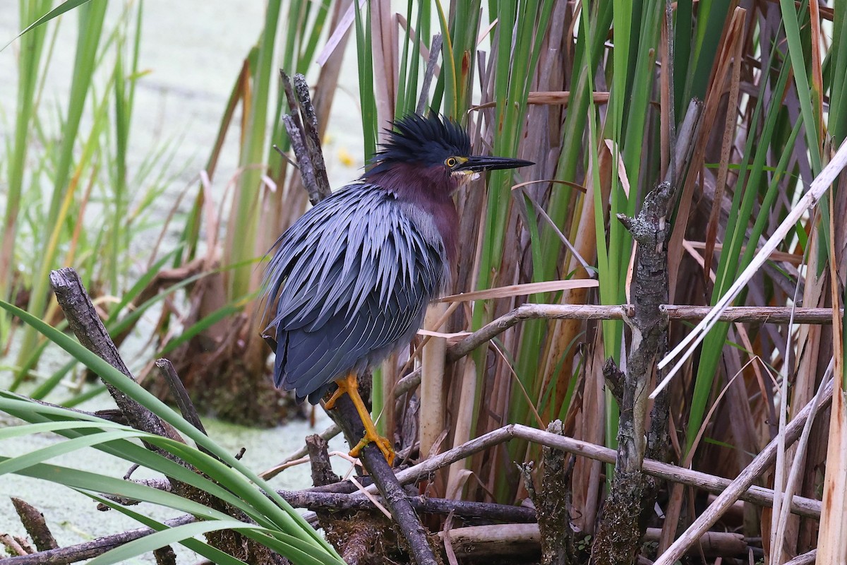 Green Heron - ML353522791