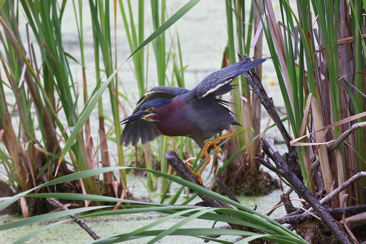 Green Heron - ML353522811