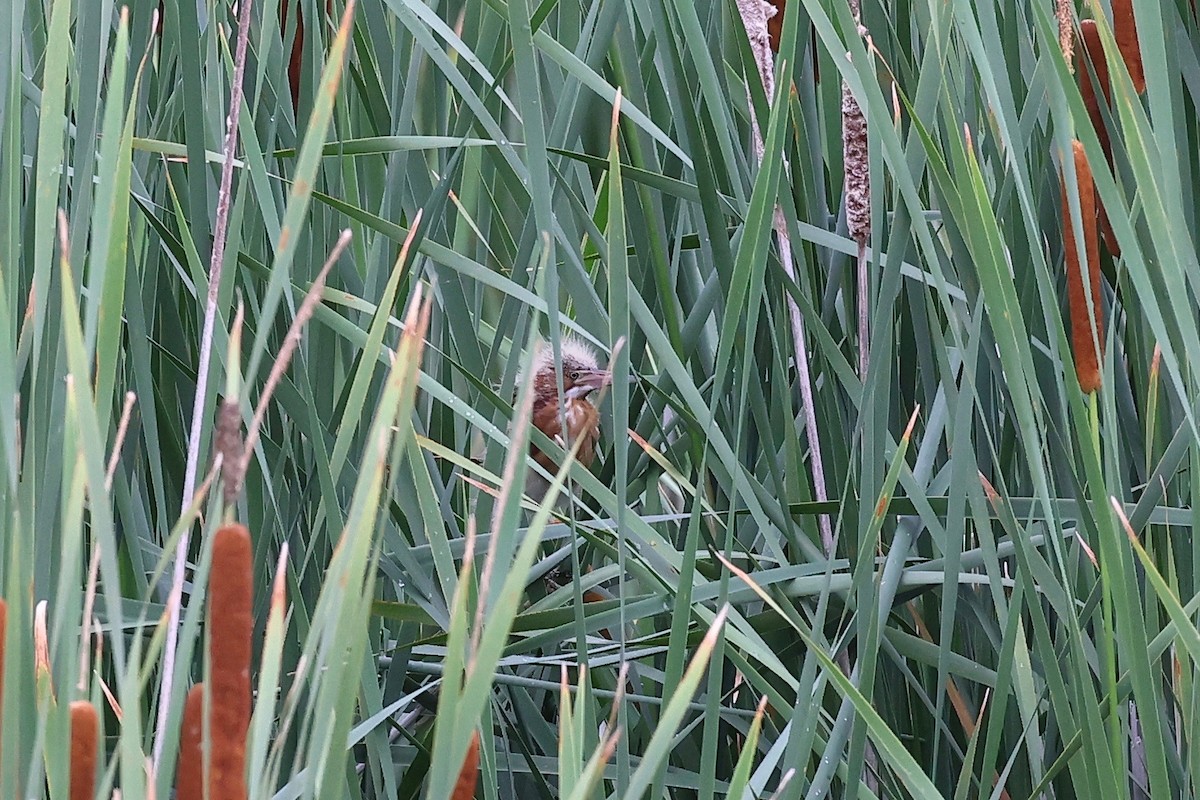 Least Bittern - ML353522901