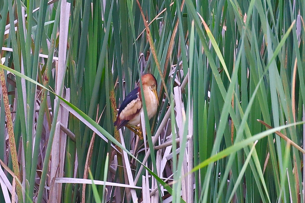 Least Bittern - ML353522931