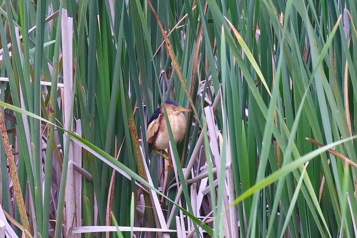 Least Bittern - ML353522961