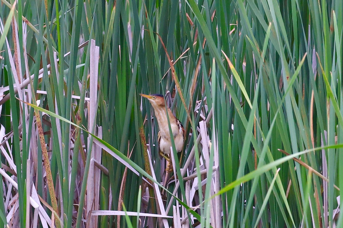 Least Bittern - ML353522971