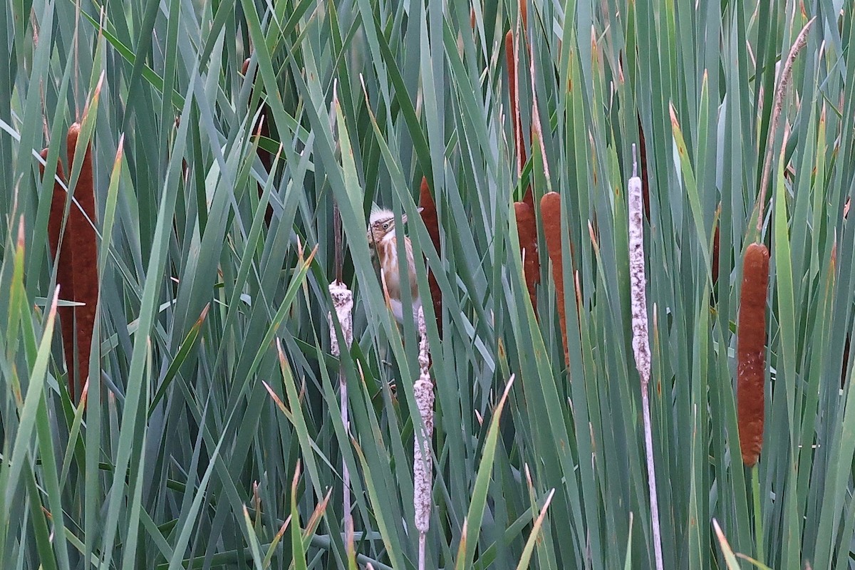 Least Bittern - ML353522981
