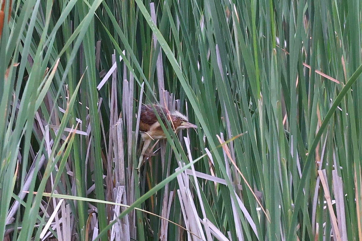 Least Bittern - ML353523001