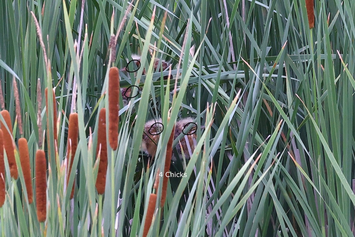 Least Bittern - ML353523041